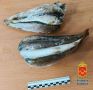 В Междуреченске двое горожан стали фигурантами уголовных дел за незаконный вылов рыбы