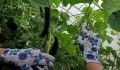 Как обрезка листьев огурцов поможет собрать урожай: секреты успешного огородника