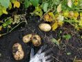 Ранний картофель: как собрать урожай уже в июле