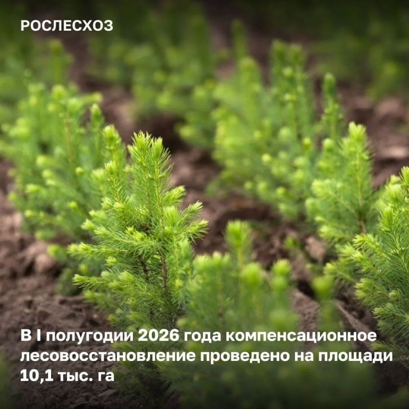 В рамках реализации федпроекта «Сохранение лесов» в регионах продолжается компенсационное лесовосстановление