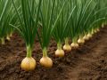 ����� ������� ���: ������� ��������� �������� ������