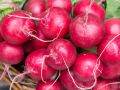 Секреты осеннего урожая: как вырастить редис и зелень всего за месяц