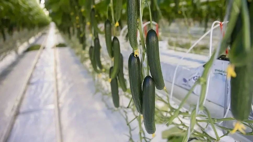 Илья Середюк: По просьбам кузбассовцев наращиваем поставки продуктов наших производителей в торговые сети Илья Середюк: По просьбам кузбассовцев наращиваем поставки продуктов наших производителей в торговые сети