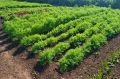 Почему позеленевшая морковь не опасна для здоровья