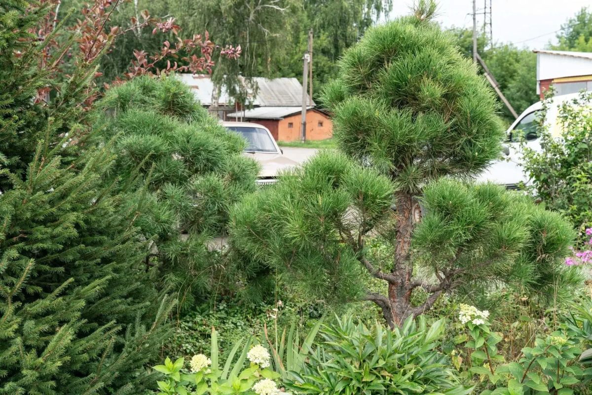 В Кемерове объявили имена победителей городского конкурса «Любимому городу — красивый дом и двор» В Кемерове объявили имена победителей городского конкурса «Любимому городу — красивый дом и двор»