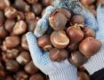 Как эффективно сохранить луковицы до весны: секреты опытных цветоводов