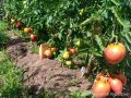 Необычайный урожай: как южное солнце изменило огороды на Урале