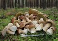 Грибы: лесные деликатесы и кулинарные секреты для гурманов