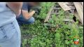В Новокузнецке транспортные полицейские задержали местного жителя за попытку сбыть партию синтетического наркотика