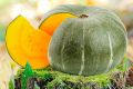 Тыква Медовая крошка: секреты её успешной посадки и ухода