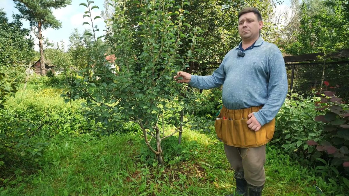 В новом выпуске программы «Вперёд, товарищи! На дачу!» поговорим о некоторых тонкостях по защите картофеля от болезней и вредителей В новом выпуске программы «Вперёд, товарищи! На дачу!» поговорим о некоторых тонкостях по защите картофеля от болезней и вредителей