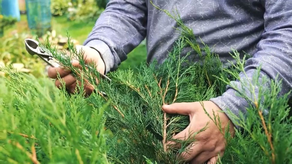 В новом выпуске программы «Вперёд, товарищи! На дачу!» лучшие сорта картофеля и огурцов по итогам сезона В новом выпуске программы «Вперёд, товарищи! На дачу!» лучшие сорта картофеля и огурцов по итогам сезона