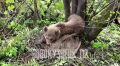 �������: ����������� ����������, ������� ������� ����� ���� ��������, ����� �������� �� ��� � ������������