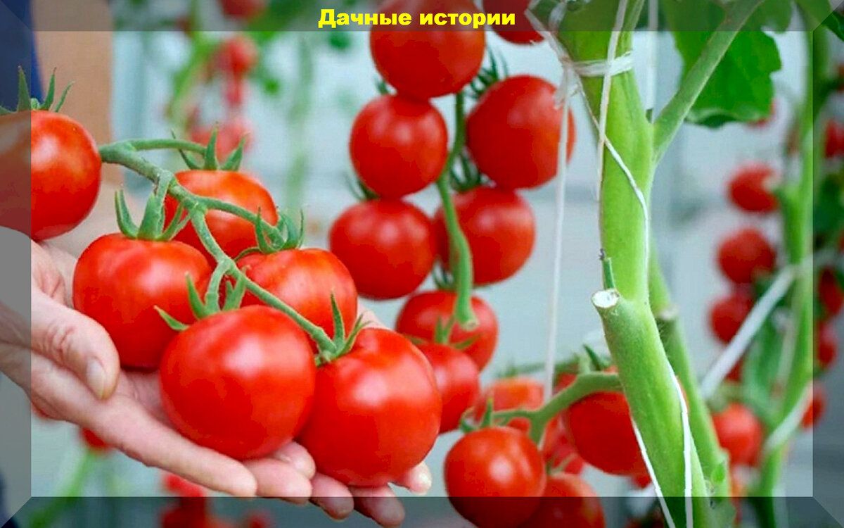 Оптимальные сорта томатов для вашего огорода