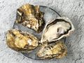 Устрица Моари: морской деликатес, который стоит попробовать