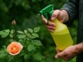 Как продлить цветение роз: простые секреты и советы