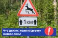 Риск встретить на дороге лося мал, но никогда не равен нулю