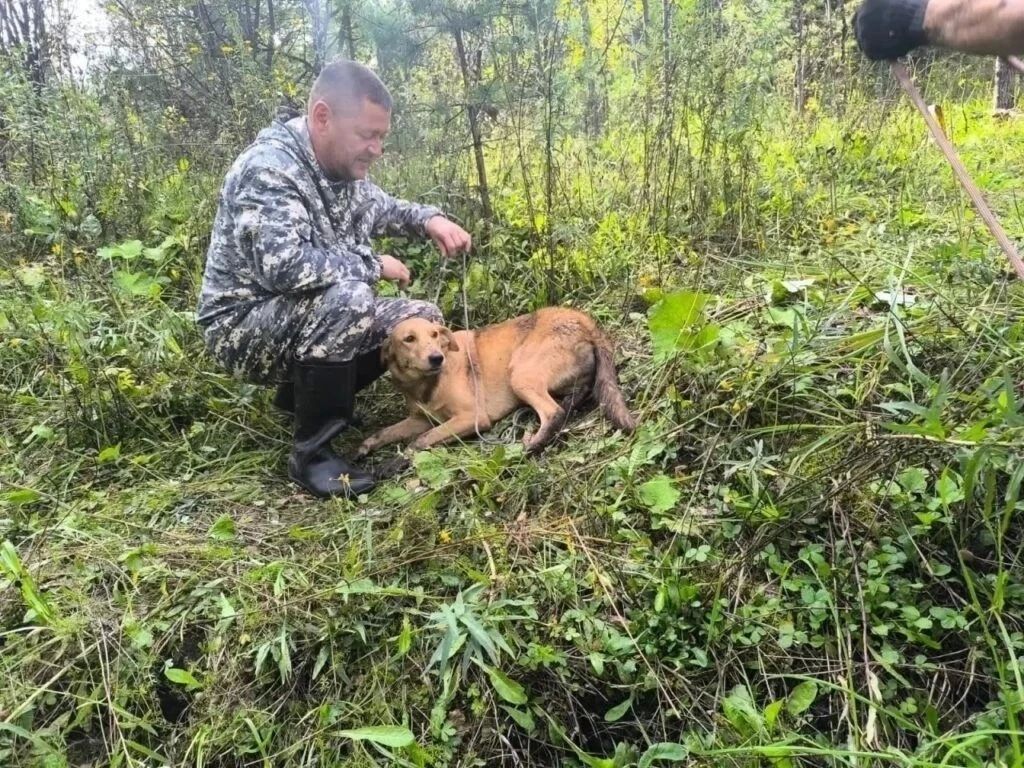 В Новокузнецке спасли собаку, упавшую в заброшенную штольню В Новокузнецке спасли собаку, упавшую в заброшенную штольню