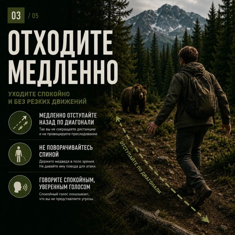 Встретить медведя в лесу – ситуация, к которой лучше быть готовым заранее Встретить медведя в лесу – ситуация, к которой лучше быть готовым заранее