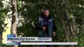 Поселок Тайжина в Осинниках стал местом "паломничества" медведей