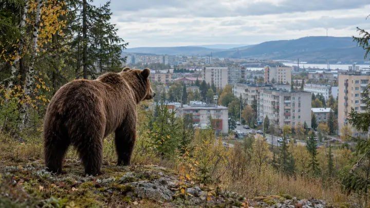 Медведи идут на города: Кедровый геноцид и молчание чиновников