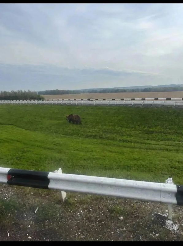 В районе кемеровского аэропорта, действительно, были обнаружены следы медведя, сообщили в министерстве лесного комплекса и охотничьего хозяйства Кузбасса