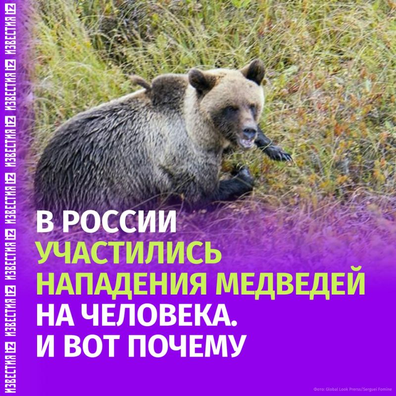 В России за последние недели от нападений медведей погибли как минимум 17 человек