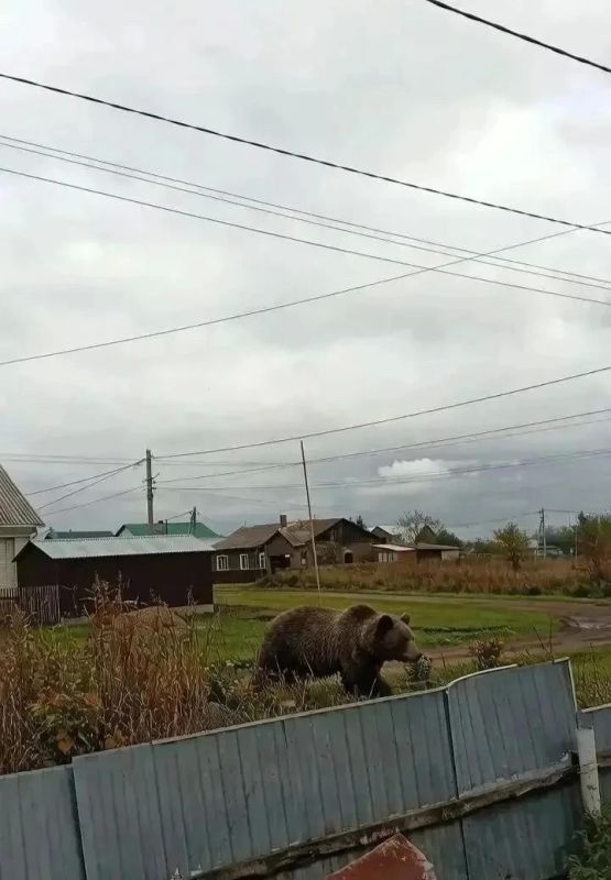 Фотография медведя, которую распространяли по соцсетям в Юрге, оказалась фейком