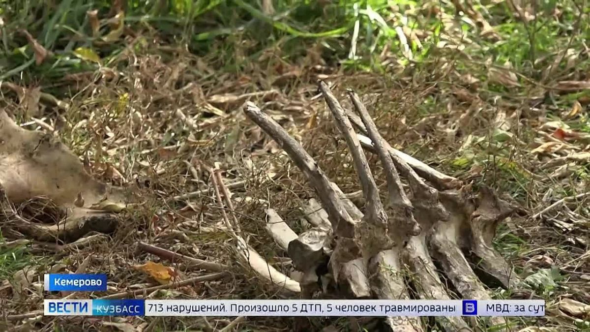 Агрессивное соседство: в Кемерове опасно гулять возле жилищных комплексов из-за собак, уверяют горожане