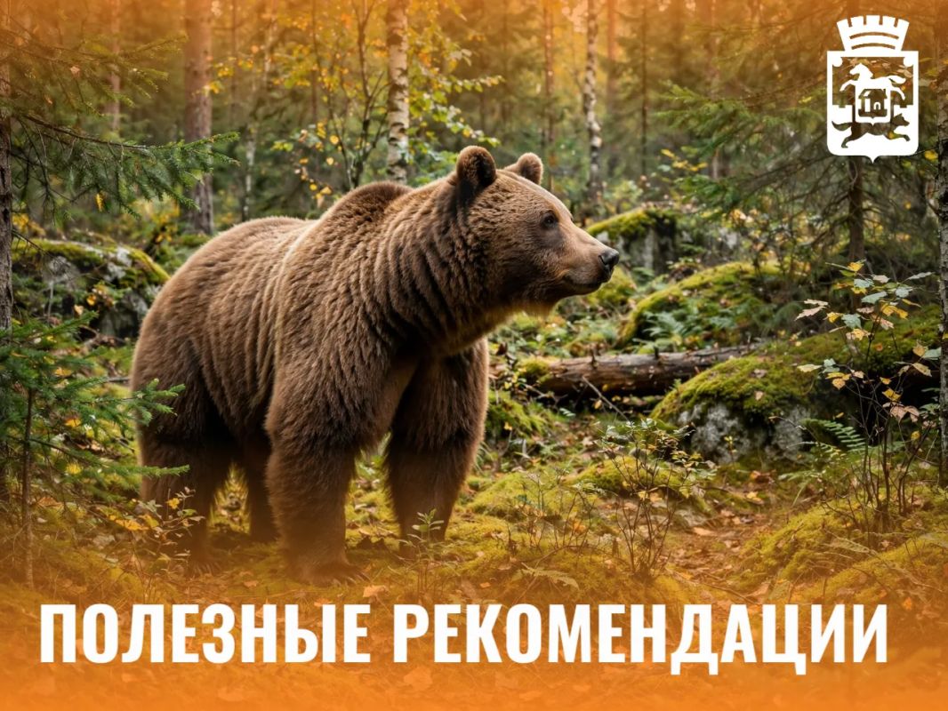Из-за участившихся случаев выхода медведей к населённым пунктам просим жителей соблюдать меры безопасности