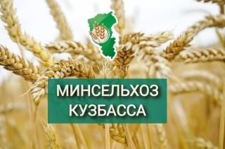 Главные аграрные новости Кузбасса — теперь в MAX!